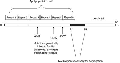 Parkinson’s Disease: A Nanotheranostic Approach Targeting Alpha-Synuclein Aggregation